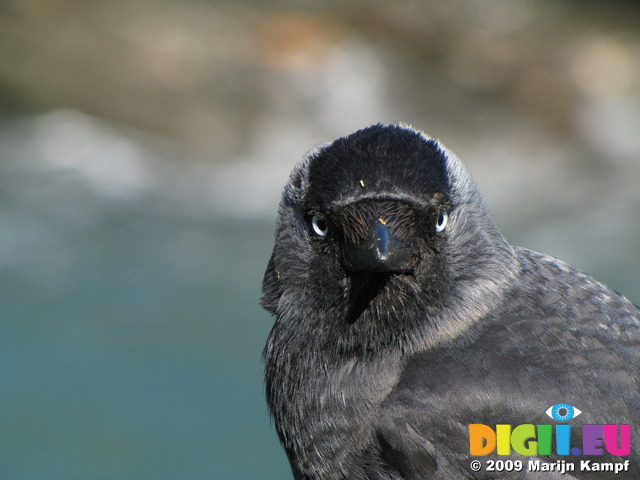 SX07515 Closeup of Jackdaw's head (Corvus monedula)